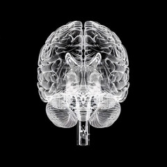 An X-ray view of a brain model isolated on a black background. Looping animation without breaks.