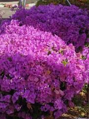 flowers in the garden