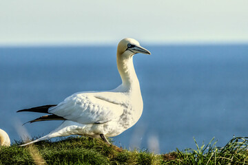 Northern Gannet on breeding rocks of Bempton cliffs, UK