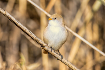 Bearded reedling (Panurus biarmicus) in a natural habitat