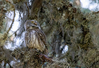 Pygmy Owl (Glaucidium passerinum) in a natural habitat