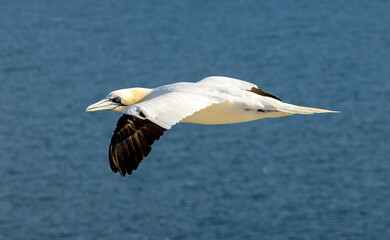 Northern Gannet on breeding rocks of Bempton cliffs, UK