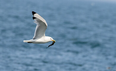 Kittiwake (Rissa tridactyla) in a breeding season in UK