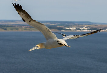 Northern Gannet on breeding rocks of Bempton cliffs, UK