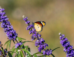 Colorful butterfly. Danaus chrysippus. Plain Tiger. Nature background