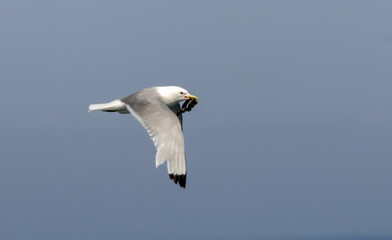 Kittiwake (Rissa tridactyla) in a breeding season in UK