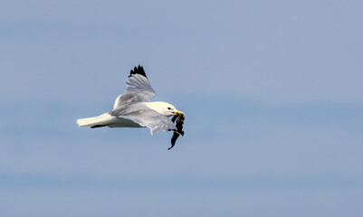 Kittiwake (Rissa tridactyla) in a breeding season in UK