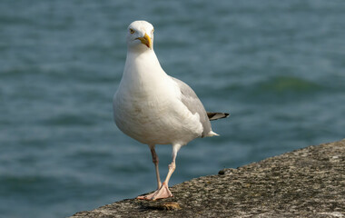Closeup of a Herring Gull with a blue background