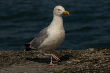 Fototapeta premium Closeup of a Herring Gull with a blue background