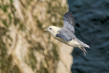 Northern Fulmar on breeding rocks of Bempton cliffs, UK