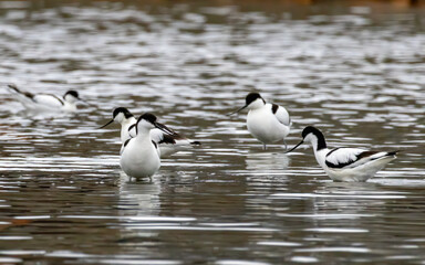 Pied Avocet (Recurvirostra avosetta) in a natural habitat