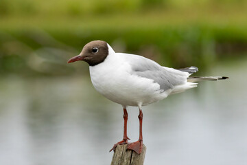 Black-headed Gull in a natural habitat