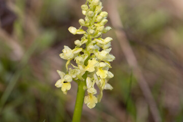 Pale-flowered orchid (Orchis pallens)