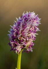 Wild flower Monkey Orchid (Orchis simia) in natural habitat