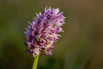 Obraz premium Wild flower Monkey Orchid (Orchis simia) in natural habitat
