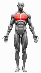 Detailed Anatomical Illustration of Muscular Human Figure with Focus on Chest
