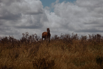Wild horses in Australian Alps Kosciuszko National Park