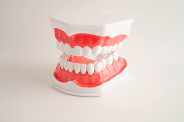 Dental teeth model on white background for learn about dentistry.