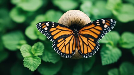 Fototapeta premium A vibrant monarch butterfly rests on a mushroom amidst lush green foliage, showcasing nature's beauty and delicate ecosystem.
