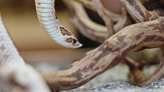 A Western hognose snake with a distinctive upturned snout slithers among dry branches in close-up