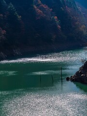 湖面の煌めきと立ち枯れ木