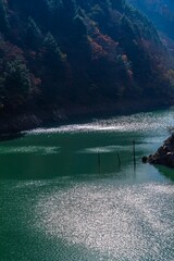 湖面の煌めきと立ち枯れ木