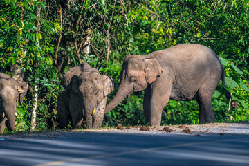 Fototapeta premium Elephants are large mammals and are the largest land animals. Wild elephants eat plants. They are big, have a small head, big legs, and have a trunk that reaches to the ground. That trunk is the nose.