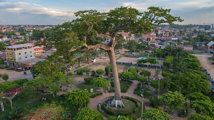 LUPUNA TREE IN THE CENTER OF THE CITY OF PUCALLPA IN THE PERUVIAN AMAZON, THIS MAJESTIC TREE IS A SPIRITUAL SYMBOL OF THE AMAZONIAN FORESTS