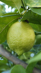 Limón inmaduro