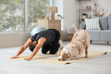 Sporty young man with Australian Shepherd dog doing yoga on mats at home