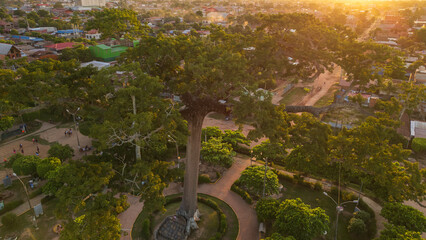 LUPUNA TREE IN THE CENTER OF THE CITY OF PUCALLPA IN THE PERUVIAN AMAZON, THIS MAJESTIC TREE IS A SPIRITUAL SYMBOL OF THE AMAZONIAN FORESTS