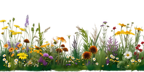 Vibrant Wildflower Meadow with Colorful Blooms and Lush Greenery isolated on transparent Background 