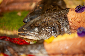 A closeup of fresh fish artfully arranged with vibrant garnishes, showcasing an exquisite gourmet...