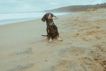 Sand covered dachshund at the beach