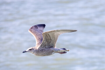 A majestic seagull soaring gracefully high above calm waters, beautifully showcasing its natural...