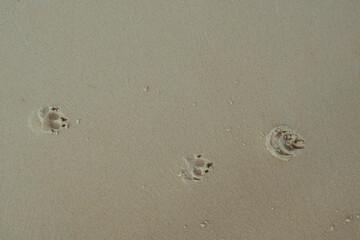Pawprints in the sand