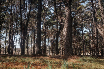 Warm sunlit forest