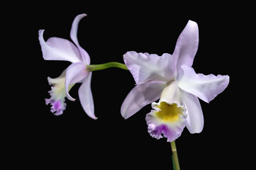 Lc. Puppy Love 'True Beauty' HCC-AOS, an awarded hybrid orchid cross between Laelia anceps and two Cattleya species, C. harrisoniana and C. trianae