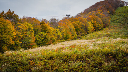 Fototapeta premium Road way to nature in Hakoda mountain and Jogakura bridge view in Japan, travel destinations in autumn and fall season. Color of nature, season and leaf. Maple tree, fantasy landscaped discovery.