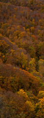 Obraz premium Hakoda mountain and Jogakura bridge view in Japan, famous travel destinations in autumn and fall season. Color of nature, season and leaf. An aerial view of maple tree, fantasy landscaped discovery.