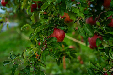 An apple farm during harvest season in a rainy day, concept of sustainable agricultural farming. Ripe Red and green apple. Abundance and juicy fruit full. Hirosaki Apple Park in Japan.
