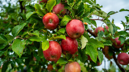 An apple farm during harvest season in a rainy day, concept of sustainable agricultural farming. Ripe Red and green apple. Abundance and juicy fruit full. Hirosaki Apple Park in Japan.