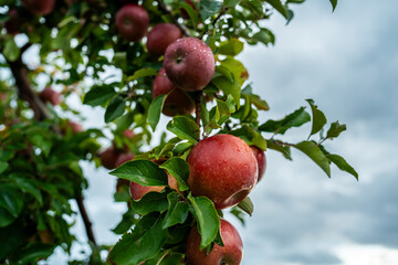 An apple farm during harvest season in a rainy day, concept of sustainable agricultural farming. Ripe Red and green apple. Abundance and juicy fruit full. Hirosaki Apple Park in Japan.