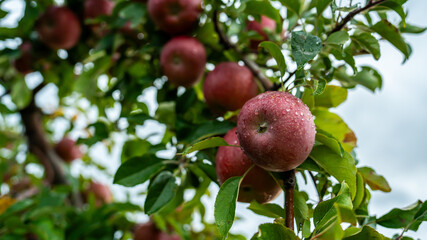An apple farm during harvest season in a rainy day, concept of sustainable agricultural farming. Ripe Red and green apple. Abundance and juicy fruit full. Hirosaki Apple Park in Japan.