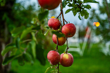 An apple farm during harvest season in a rainy day, concept of sustainable agricultural farming. Ripe Red and green apple. Abundance and juicy fruit full. Hirosaki Apple Park in Japan.