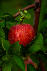 An apple farm during harvest season in a rainy day, concept of sustainable agricultural farming. Ripe Red and green apple. Abundance and juicy fruit full. Hirosaki Apple Park in Japan.