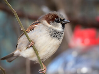 portrait of a sparrow on a branch