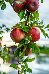 An apple farm during harvest season in a rainy day, concept of sustainable agricultural farming. Ripe Red and green apple. Abundance and juicy fruit full. Hirosaki Apple Park in Japan.