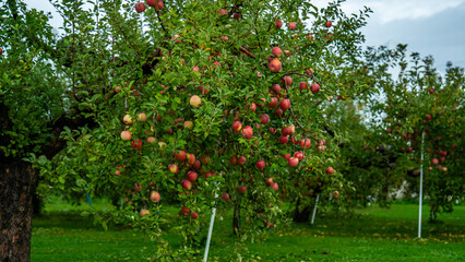 Fototapeta premium An apple farm during harvest season in a rainy day, concept of sustainable agricultural farming. Ripe Red and green apple. Abundance and juicy fruit full. Hirosaki Apple Park in Japan.