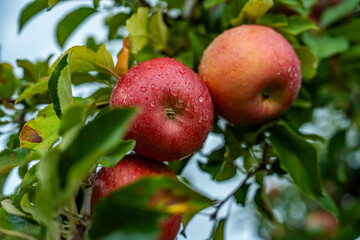 An apple farm during harvest season in a rainy day, concept of sustainable agricultural farming. Ripe Red and green apple. Abundance and juicy fruit full. Hirosaki Apple Park in Japan.